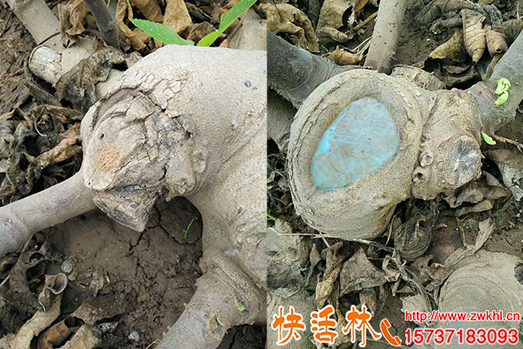 愈合劑無(wú)花果處理