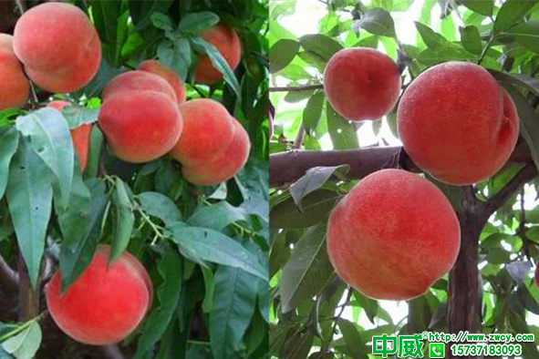 桃樹都開始開花了，桃樹管理怎么做產(chǎn)量高？