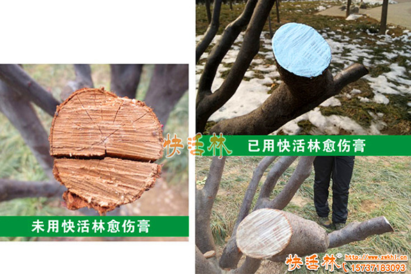 只知道果樹愈合劑修剪涂嗎？果樹愈合劑還能涂哪里？