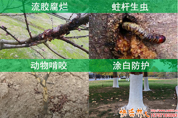 樹干涂白防護