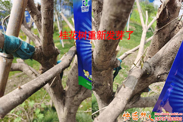 桂花樹(shù)重新發(fā)芽了
