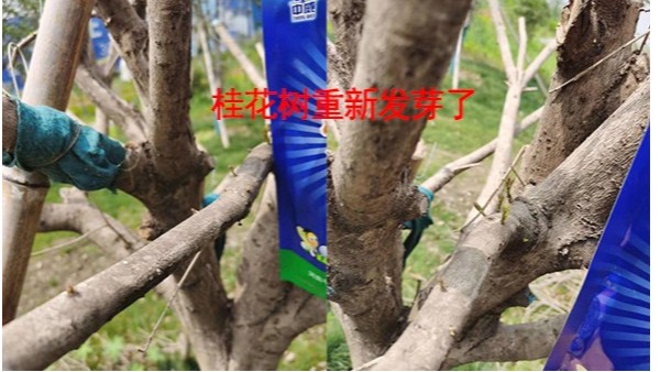 桂花樹長勢(shì)差怎么辦，桂花樹用什么營養(yǎng)液好