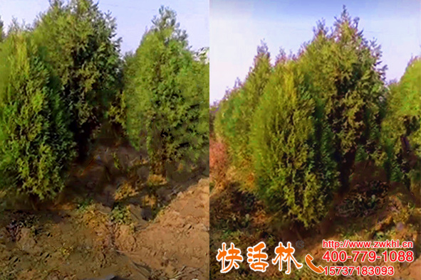 快活林樹苗生根劑見效真快山東濟(jì)寧周經(jīng)理說柏樹苗黃葉一周發(fā)嫩芽