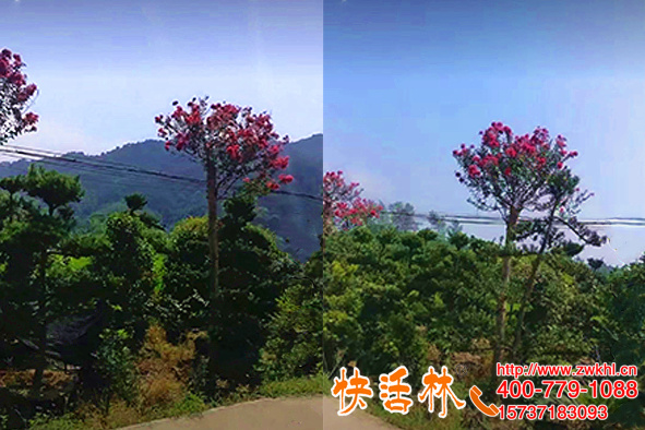 綠化工程求購大樹移栽生根液，重慶邱經理遇到快活林養(yǎng)護特別省心