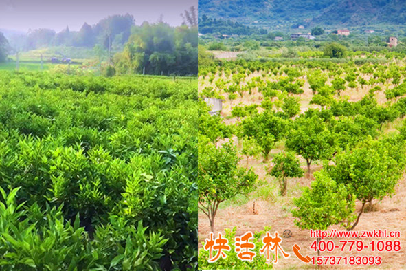 四川自貢陳經(jīng)理柑橘樹用快活林果樹生根粉成活高長得還快