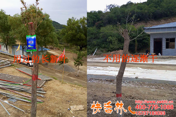 快活林大樹營養(yǎng)液多少錢，陜西李經(jīng)理為啥對(duì)廠區(qū)大樹養(yǎng)護(hù)那么滿意