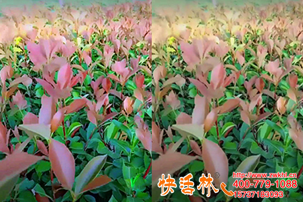 快活林生根粉價(jià)格合適，河南漯河張經(jīng)理綠化工程非常省心