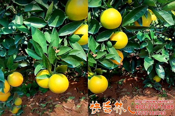 快活林果樹(shù)專用防凍劑臍橙防寒越冬抗凍性強(qiáng)效果很滿意