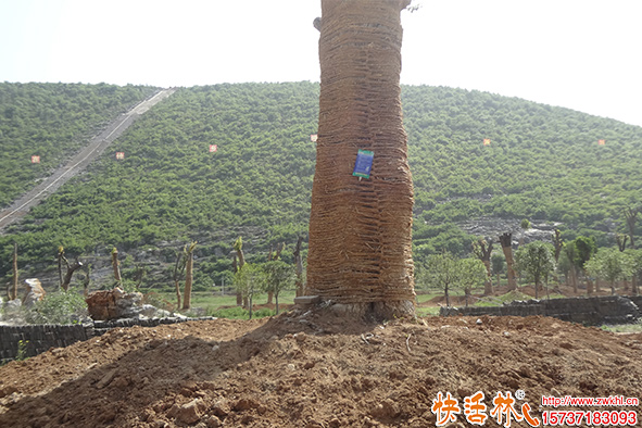 快活林大樹(shù)養(yǎng)護(hù)