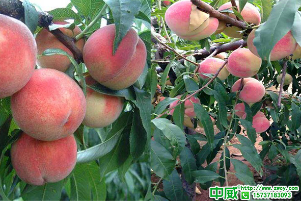 桃樹科學(xué)高產(chǎn)追肥技巧，桃樹專用肥用什么效果好？