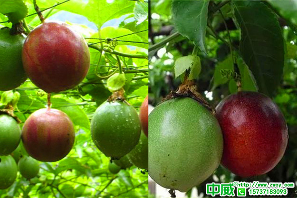 百香果怎么施肥產(chǎn)量高？不老秀分享百香果種植技術(shù)與管理