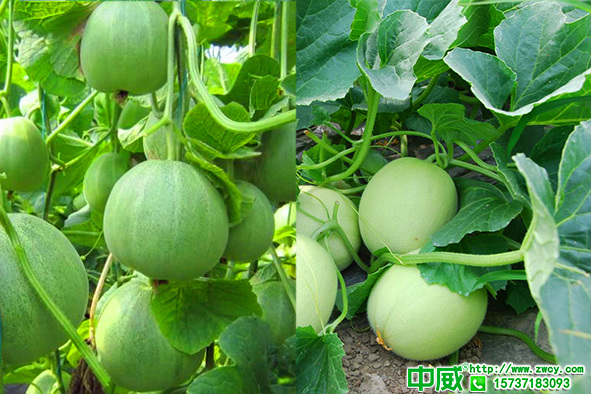 甜瓜種植技術(shù)與管理要點(diǎn)，甜瓜用什么肥料施肥有什么技巧？