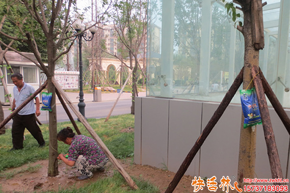 夏季養(yǎng)護(hù)用什么輸液袋效果好？快活林樹木輸液袋價格多少？
