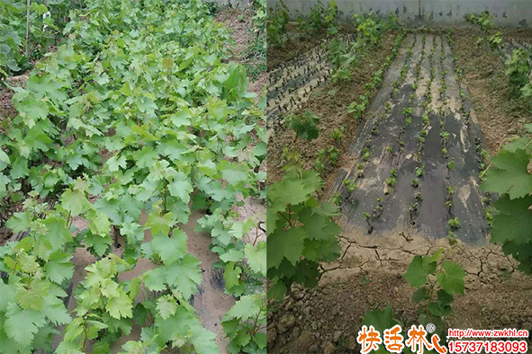 葡萄綠枝扦插怎么處理長根快？扦插生根劑用什么效果好？
