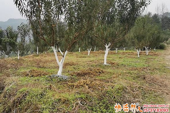 快活林果樹樹干涂白劑，防曬防病蟲減輕流膠