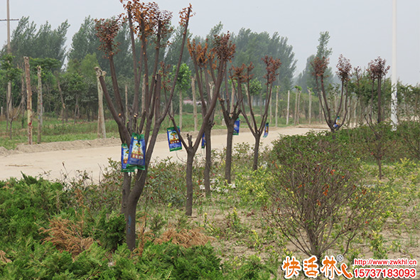 大樹三伏移栽難成活，應(yīng)該怎么養(yǎng)護(hù)管理需要注意什么？