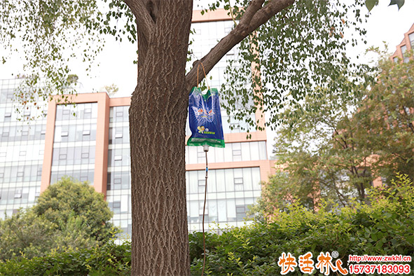 夏季樹木補充大樹營養(yǎng)液太重要，給樹輸液的營養(yǎng)液哪里有賣的？