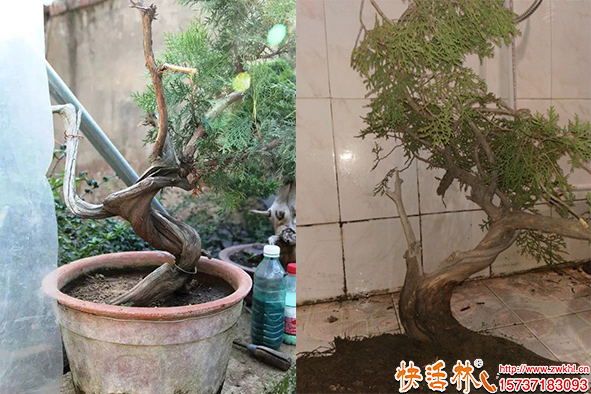 快活林生根劑養(yǎng)護(hù)