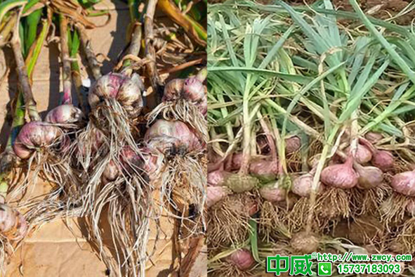 種大蒜怎么施肥品質好？種植大蒜需要什么肥料？