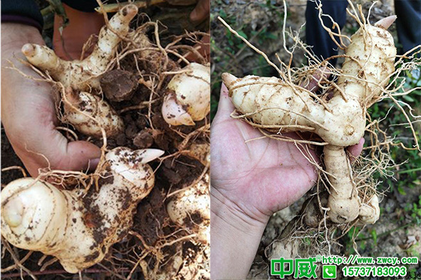 黃精高產的種植養(yǎng)護技巧，黃精怎么種植結塊大？