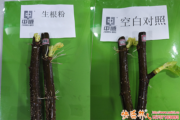 快活林生根粉效果對比