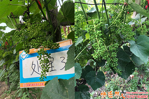 快活林菌地帶微生物菌肥實(shí)驗(yàn)