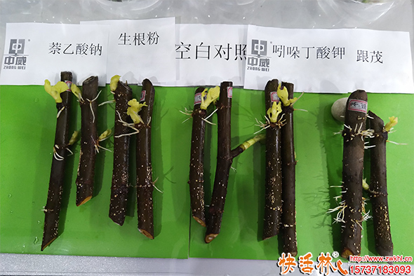 快活林生根劑效果對標(biāo)