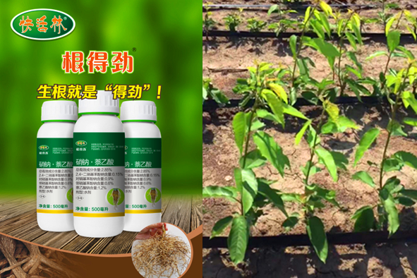 果樹生根劑用什么好，山東杜經理的櫻桃樹大雨泡根可算恢復了