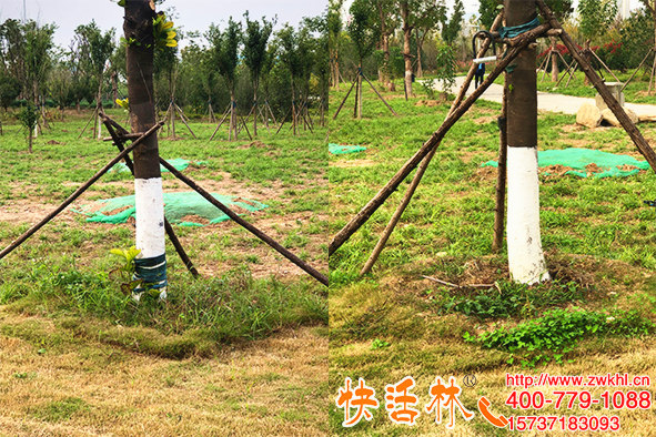 長(zhǎng)春市樹(shù)木涂白劑購(gòu)買這么方便，還是跟快活林合作靠譜