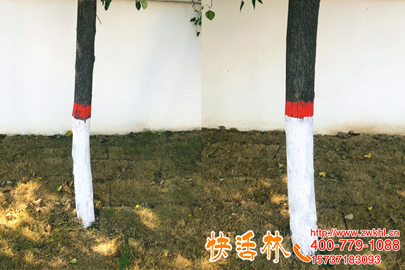 快活林防蟲涂白劑價(jià)格多少，為啥各地那么多樹都在刷