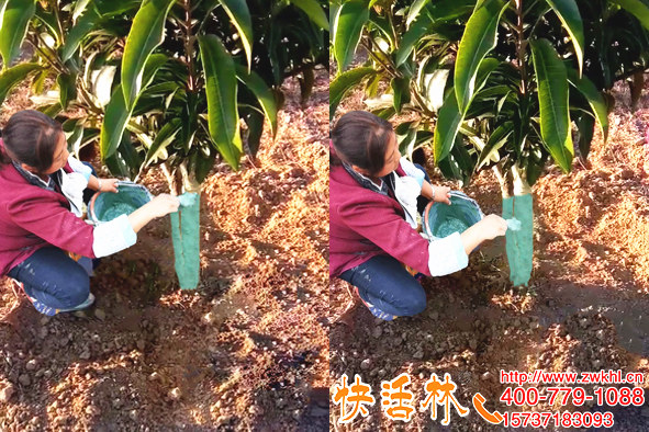 還在擔(dān)心石硫合劑不方便？快活林涂白劑一舉兩得這么好用