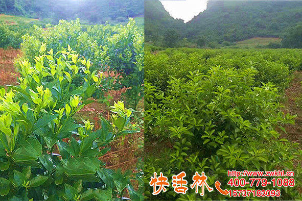 植物生根關系大，四川內江孫經理柑橘用快活林養(yǎng)根半月恢復旺盛