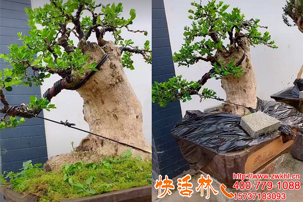 養(yǎng)花用快活林生根水蘸一蘸，貴州畢節(jié)牛經(jīng)理說(shuō)恢復(fù)這么快再取一箱