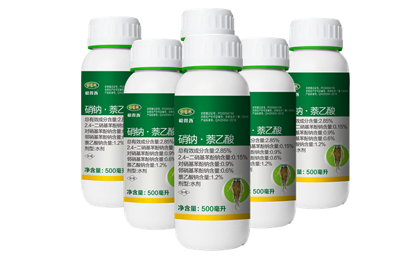 城市綠化帶用移栽樹(shù)苗生根劑，菏澤王經(jīng)理花期延長(zhǎng)沒(méi)有再補(bǔ)種過(guò)