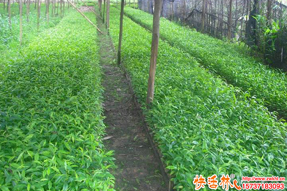苗圃樹苗怎么長得快？樹苗生根粉用哪種扎根多？