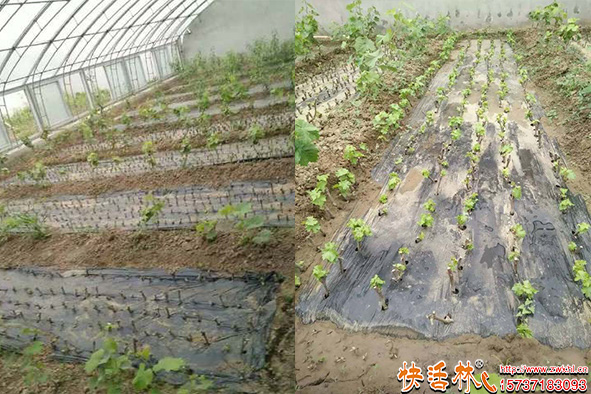 快活林葡萄枝條扦插育苗