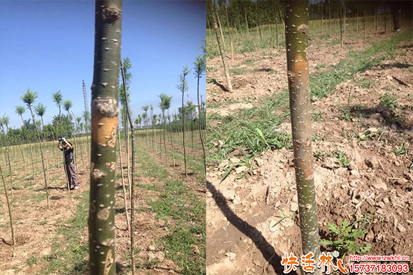 快活林國(guó)槐干腐治療-1