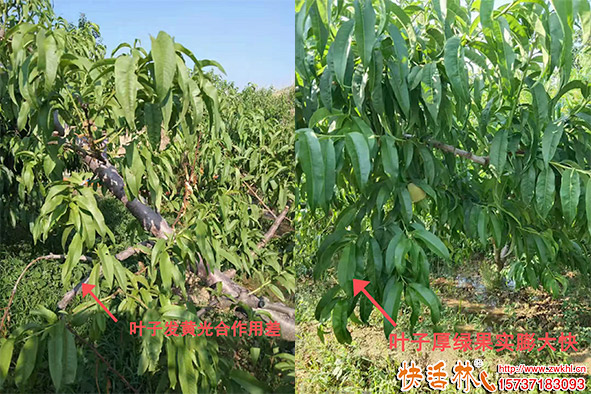 快活林生根劑桃樹效果