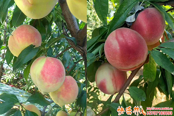快活林生根劑桃樹使用
