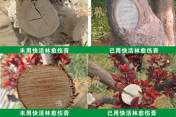 愈合劑果