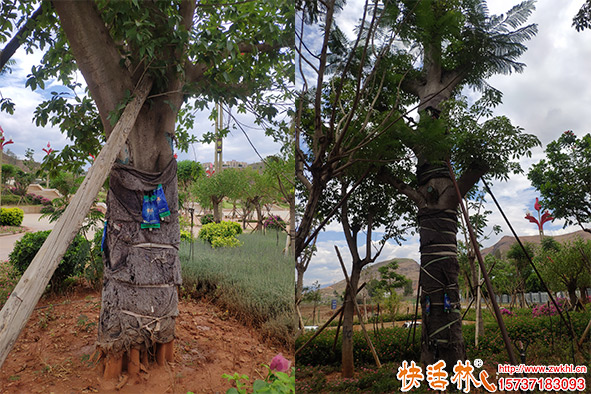 快活林營養(yǎng)液使用
