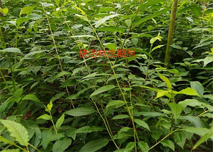 這么多年沒發(fā)現(xiàn)有什么好的生根劑，直到遇見了快活林