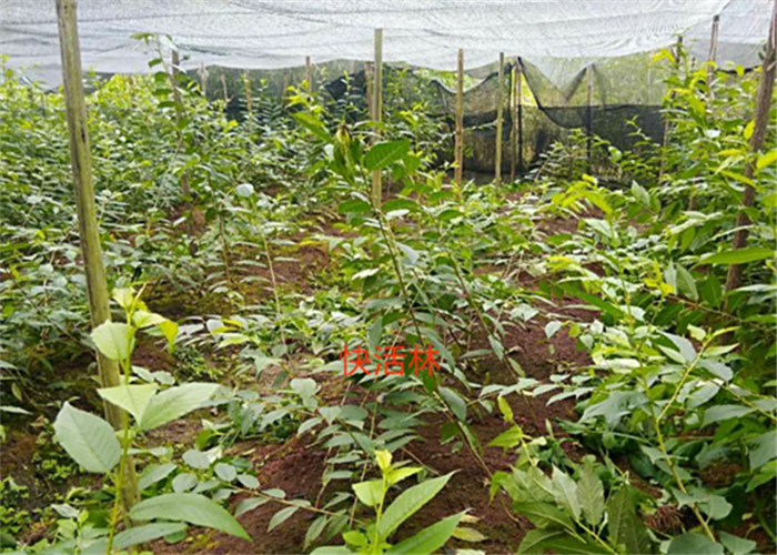 這么多年沒發(fā)現(xiàn)有什么好的生根劑，直到遇見了快活林