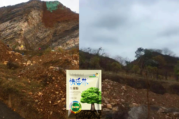 栽樹用的生根粉哪能買到，臨汾山體綠化用快活林成活率大升