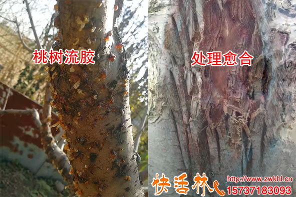 乙蒜素殺菌劑這樣治療桃樹流膠病快活林指導養(yǎng)護立即見效
