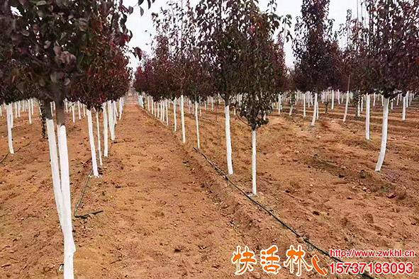 快活林樹木涂白劑價格綠化苗木基地噴施型樹干涂白劑效果