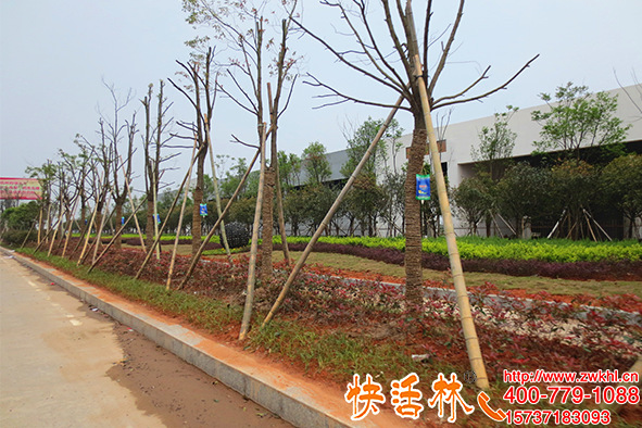 綠化掛吊針營(yíng)養(yǎng)液之所以恢復(fù)快成活高，快活林養(yǎng)護(hù)有工程必有方案