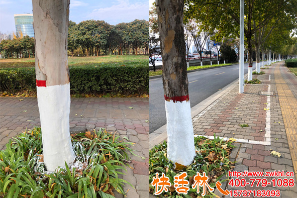 行道樹(shù)綠化樹(shù)干涂白噴施快活林涂白劑十幾秒一棵樹(shù)方便快捷