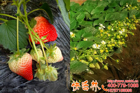 草莓冬季旺盛生長(zhǎng)的秘密，快活林植物抗凍劑提高草莓冬季抗寒能力