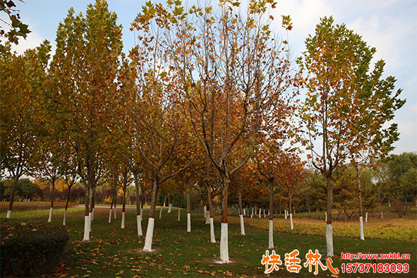 快活林樹木涂白劑不僅含石硫合劑這么簡單全面保護才是強項